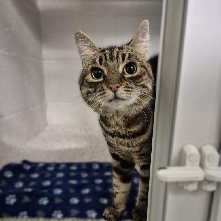 Harley, a 12 years old female Unknown available for adoption from Durham Dogs & Cats Home in Coxhoe, County Durham