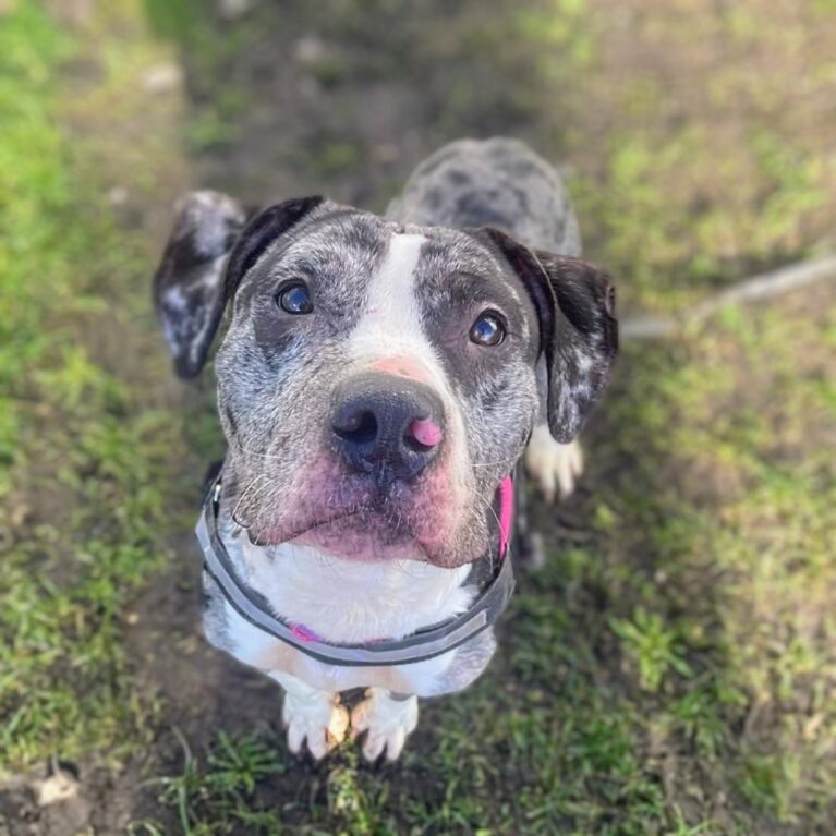 Olive, a 3 years old female Bulldog available for adoption from Durham Dogs & Cats Home in Coxhoe, County Durham