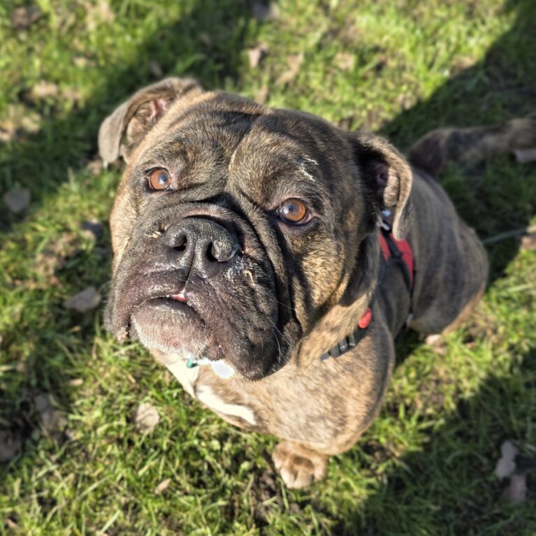 Nelson, a 2 years old male Bulldog available for adoption from Durham Dogs & Cats Home in County Durham