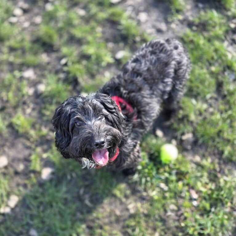 Lily, a 2 years old female Cocker Spaniel X Poodle available for adoption from Durham Dogs & Cats Home in Coxhoe, County Durham