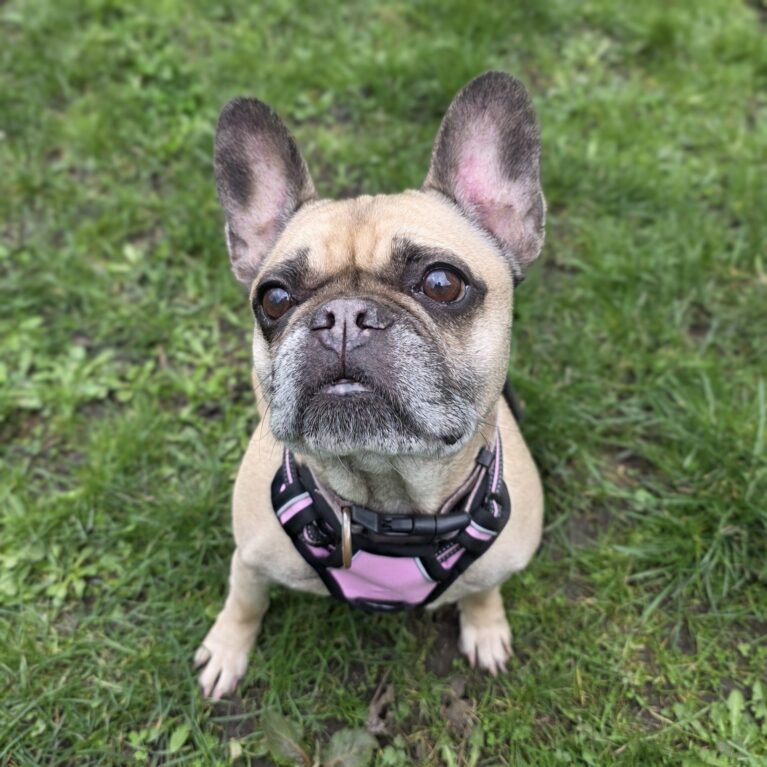 Paris, a 11 years old female French Bulldog available for adoption from Durham Dogs & Cats Home in Coxhoe, County Durham