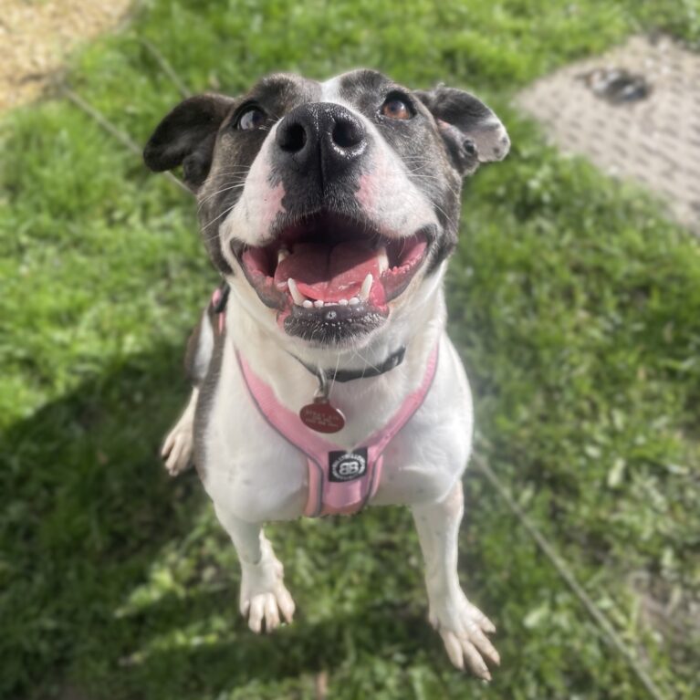 Mia, a 1 year old female Staffordshire Bull Terrier available for adoption from Durham Dogs & Cats Home in Coxhoe, County Durham