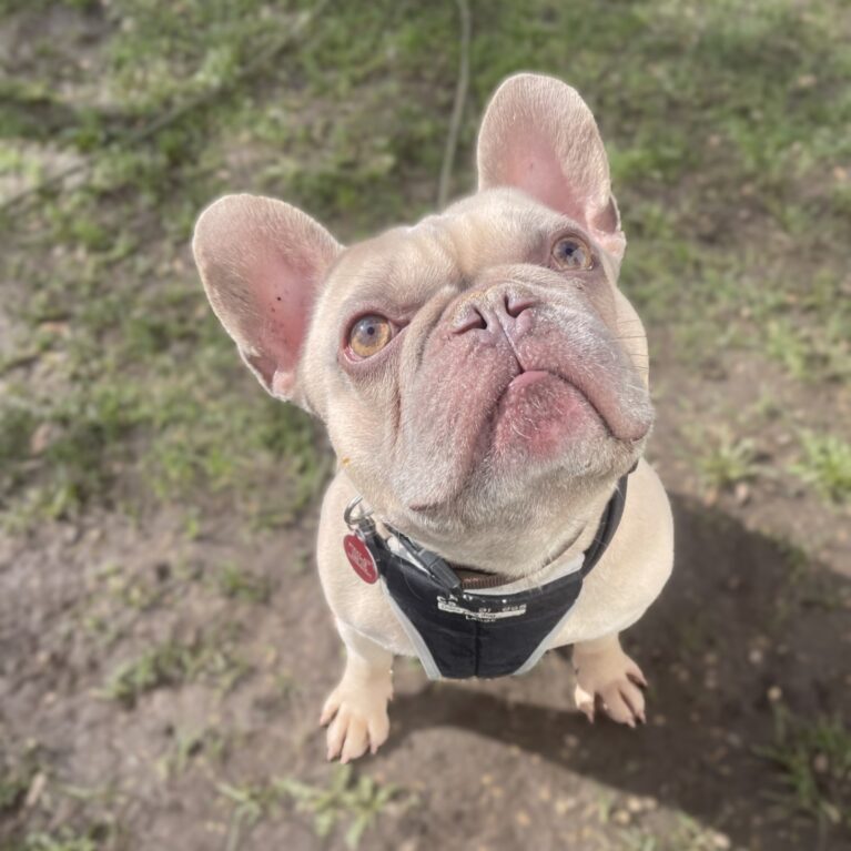 Bowser, a 2 years old male French Bulldog available for adoption from Durham Dogs & Cats Home in County Durham