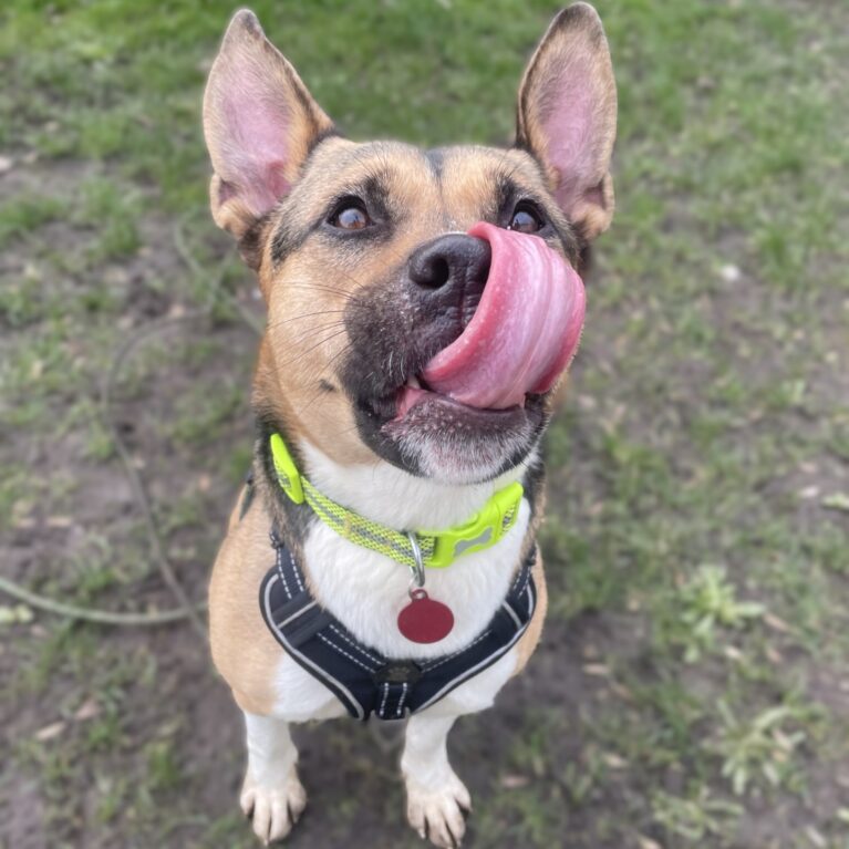 Sophie, a 3 years old female Crossbreed available for adoption from Durham Dogs & Cats Home in County Durham