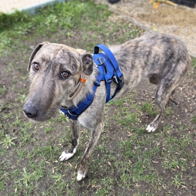 Austin, a 2 years old male Lurcher available for adoption from Durham Dogs & Cats Home in County Durham