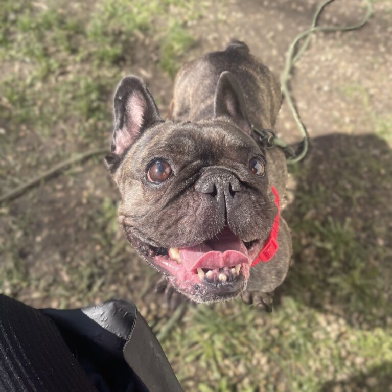 Mochi, a 5 years old female French Bulldog available for adoption from Durham Dogs & Cats Home in Coxhoe, County Durham