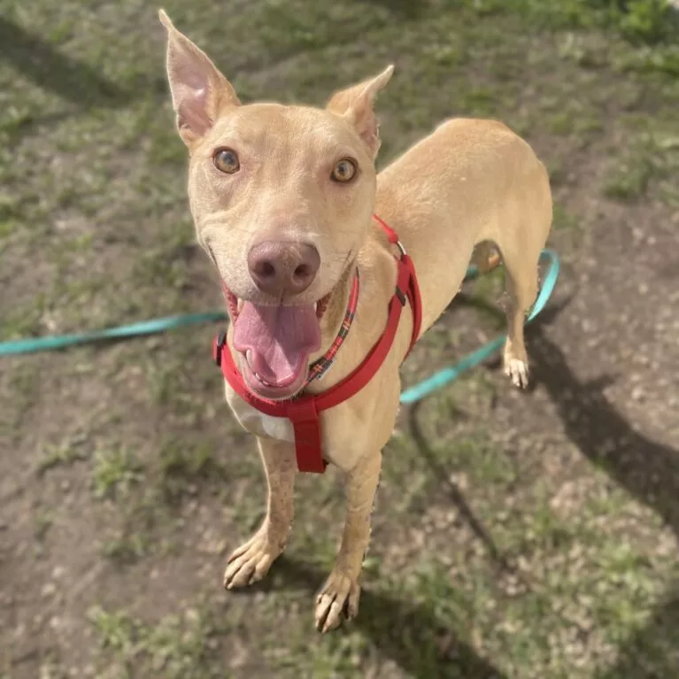 Omari, a 2 years old male Pharaoh Hound available for adoption from Durham Dogs & Cats Home in Coxhoe, County Durham