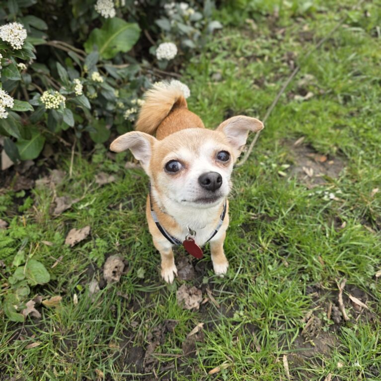 Chi, a 11 years old male Chihuahua available for adoption from Durham Dogs & Cats Home in County Durham
