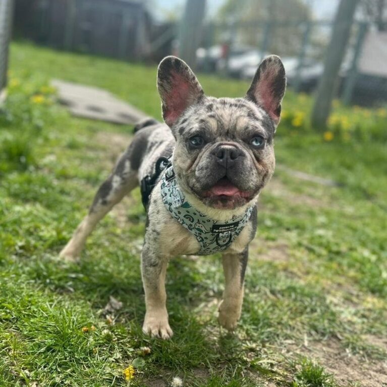Milo, a 10 months old male French Bulldog available for adoption from Durham Dogs & Cats Home in County Durham
