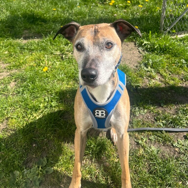 Rupert, a 8 years old male Whippet X Staffordshire Bull Terrier available for adoption from Durham Dogs & Cats Home in County Durham