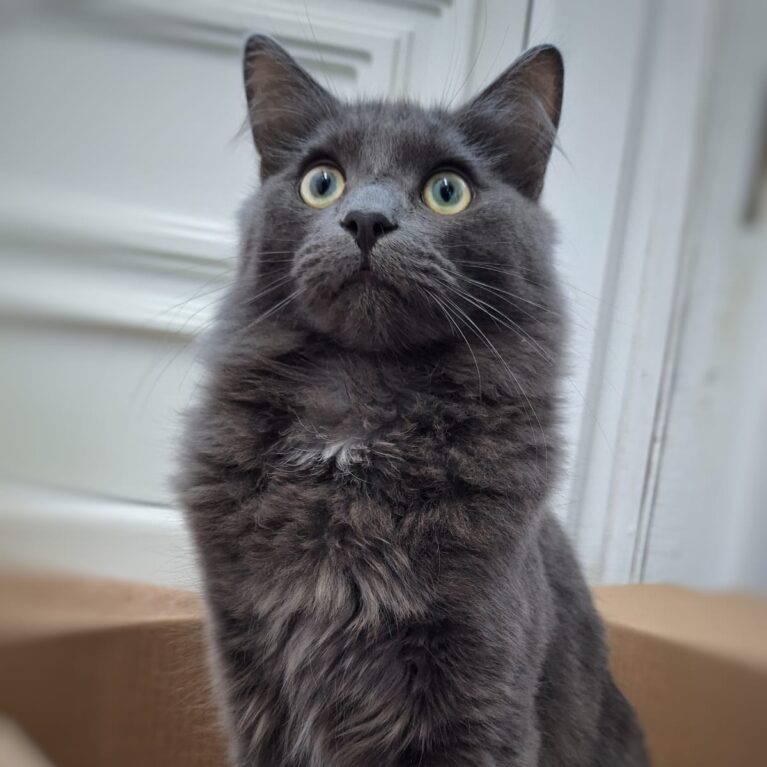 Ross, a 4 months old male Unknown available for adoption from Durham Dogs & Cats Home in County Durham
