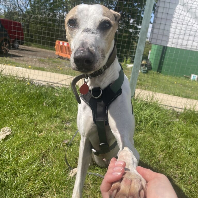 Tess, a 5 years old female Crossbreed available for adoption from Durham Dogs & Cats Home in County Durham