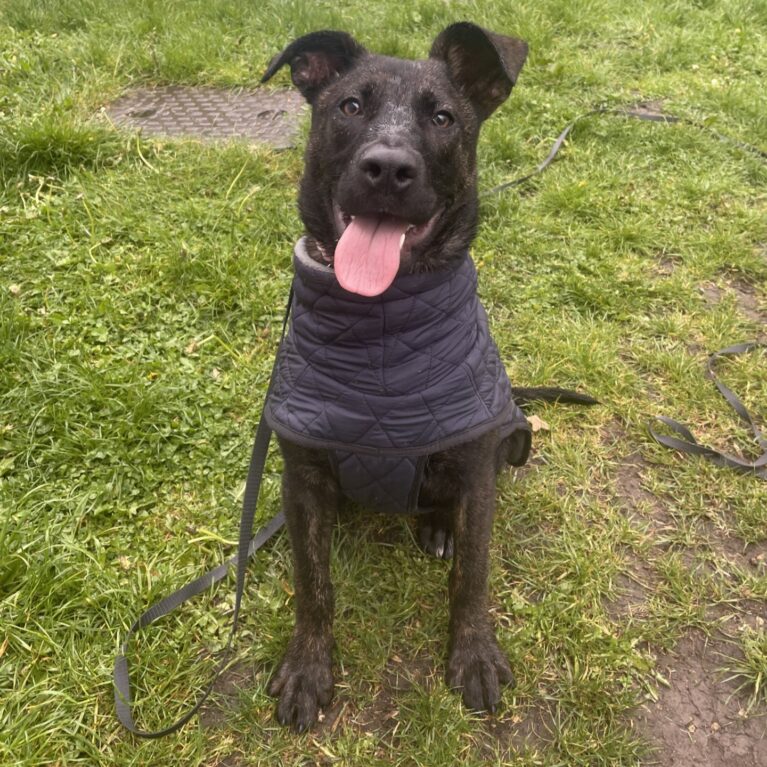 Piper, a 5 months old female German Shepherd available for adoption from Durham Dogs & Cats Home in County Durham