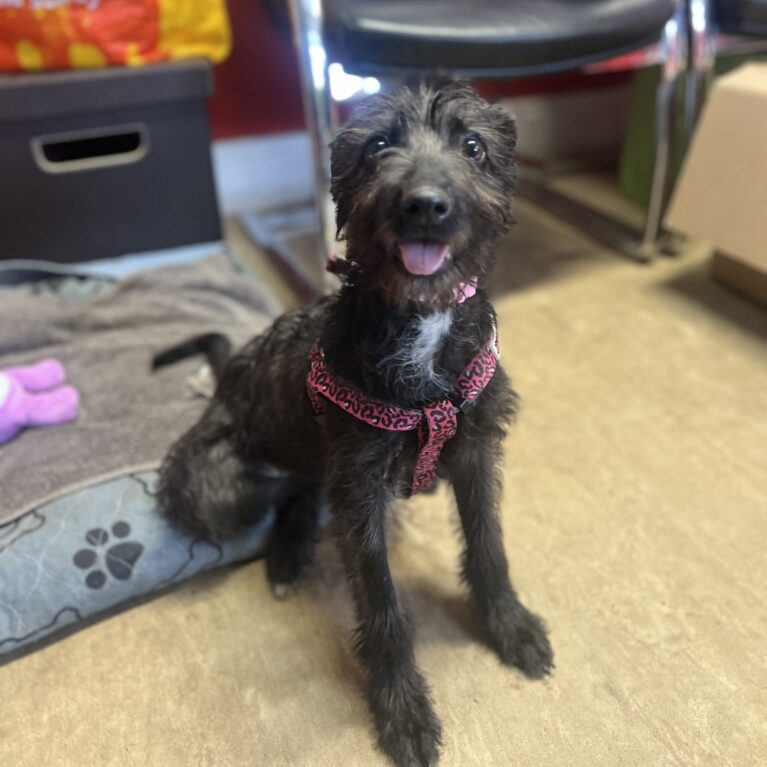 Mabel, a 4 months old female Bedlington Terrier available for adoption from Durham Dogs & Cats Home in County Durham