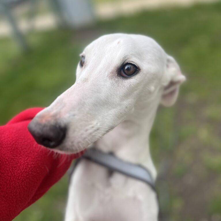 Bracken, a 1 year old male Crossbreed available for adoption from Durham Dogs & Cats Home in County Durham