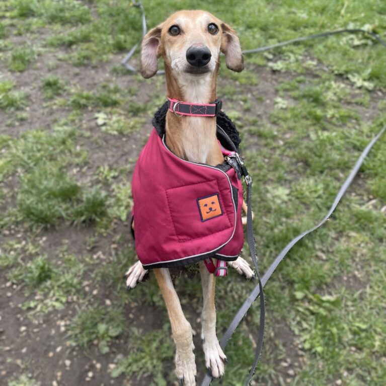 Blossom, a 7 years old female Saluki X Whippet available for adoption from Durham Dogs & Cats Home in County Durham