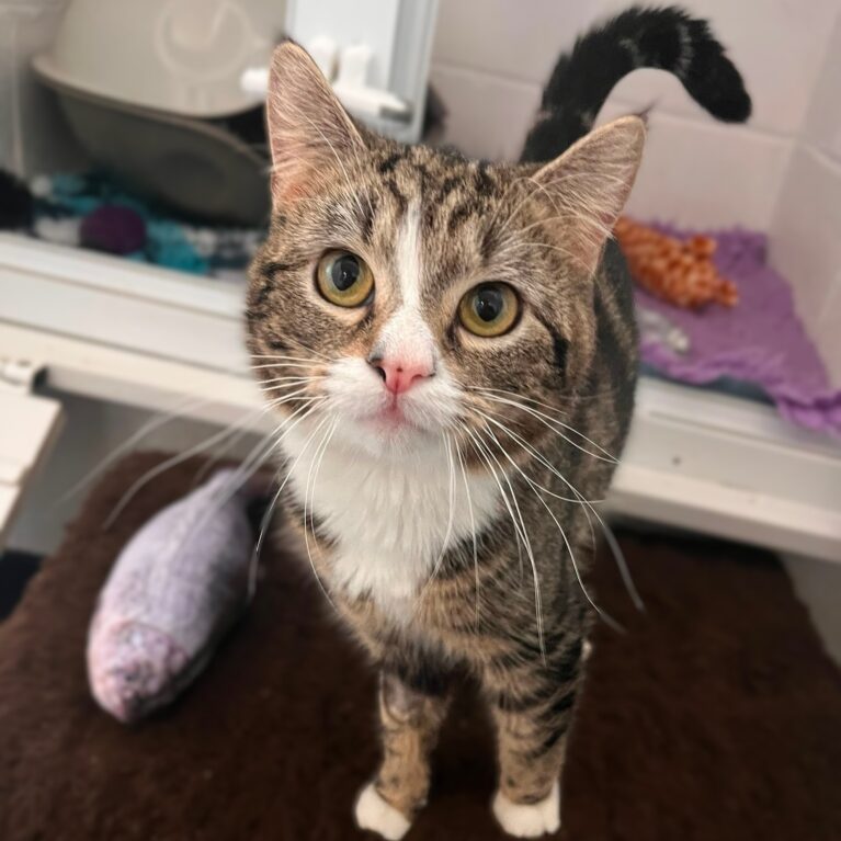 Bertie, a 2 years old male Unknown available for adoption from Durham Dogs & Cats Home in County Durham