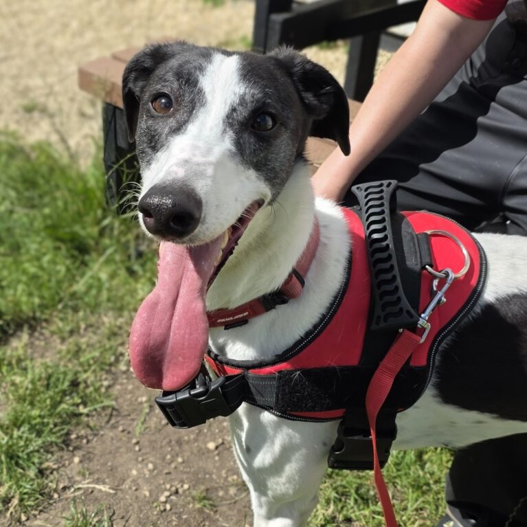Rose, a 5 years old female Greyhound available for adoption from Durham Dogs & Cats Home in County Durham