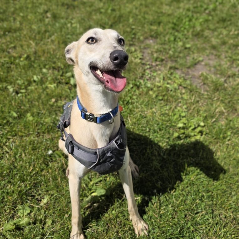 Butterscotch, a 2 years old male Crossbreed available for adoption from Durham Dogs & Cats Home in County Durham