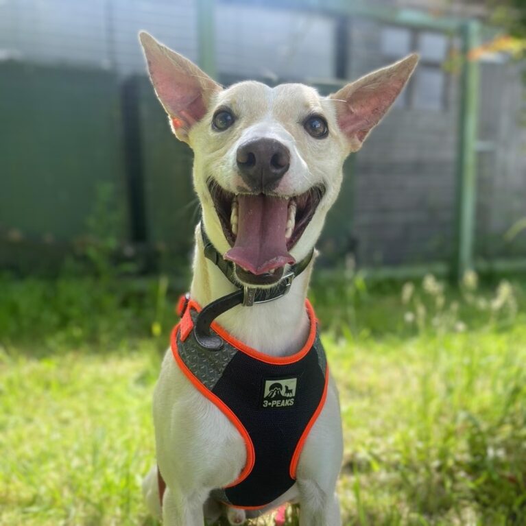 Sonny, a 3 years old male Crossbreed available for adoption from Durham Dogs & Cats Home in County Durham