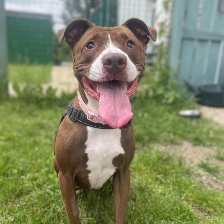 Bonnie, a 3 years old female Staffordshire Bull Terrier available for adoption from Durham Dogs & Cats Home in County Durham