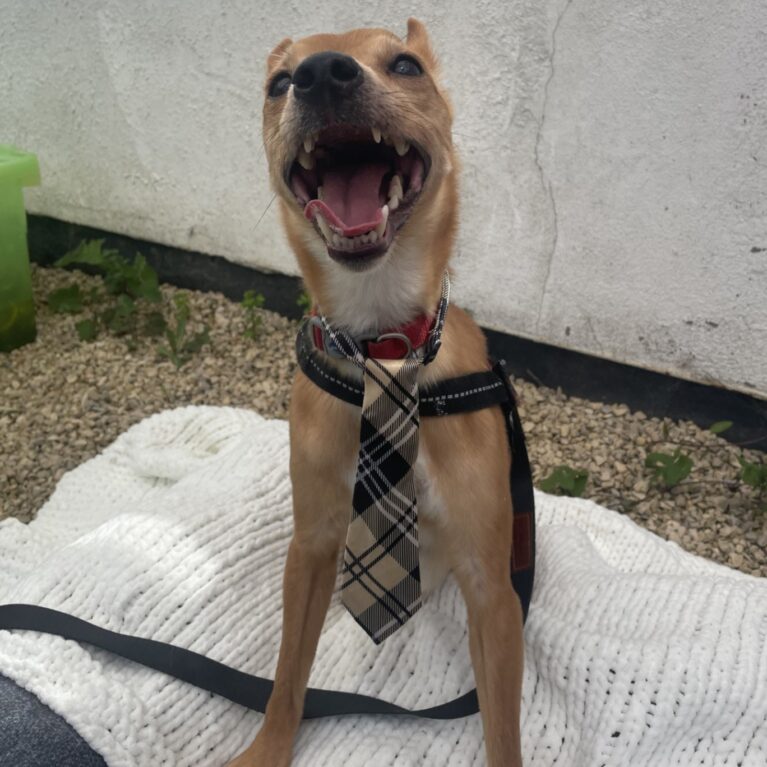 Bambi, a 5 years old male Chihuahua available for adoption from Durham Dogs & Cats Home in County Durham