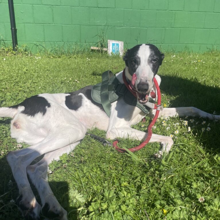 Esme, a 5 years old female Greyhound available for adoption from Durham Dogs & Cats Home in County Durham