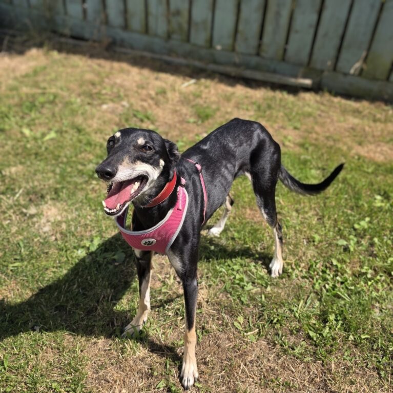 Petal, a 5 years old female Saluki available for adoption from Durham Dogs & Cats Home in County Durham