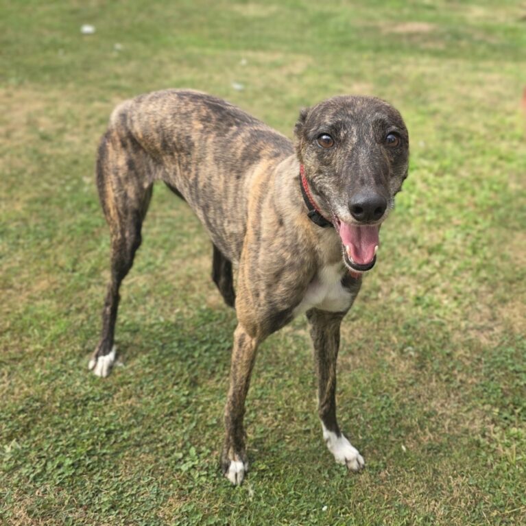 Ophelia, a 4 years old female Greyhound available for adoption from Durham Dogs & Cats Home in County Durham