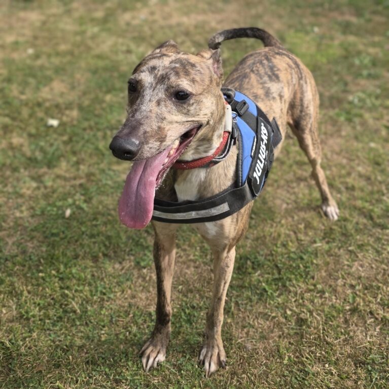 Dotty, a 5 years old female Crossbreed available for adoption from Durham Dogs & Cats Home in County Durham