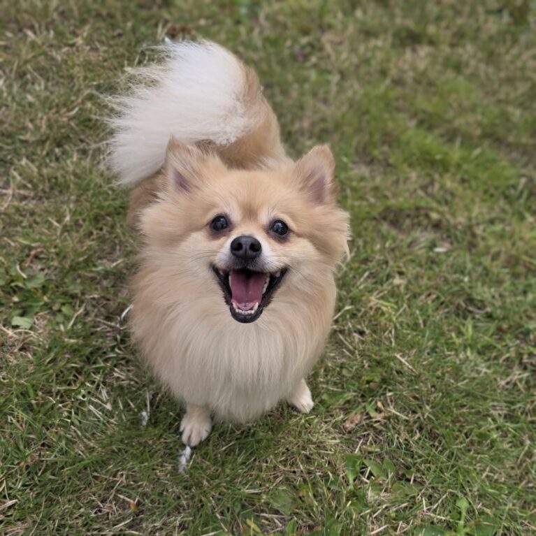 Milo, a 5 years old male Pomeranian available for adoption from Durham Dogs & Cats Home in County Durham