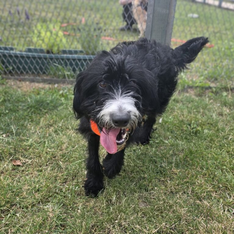Dell, a 1 year old male Poodle available for adoption from Durham Dogs & Cats Home in County Durham