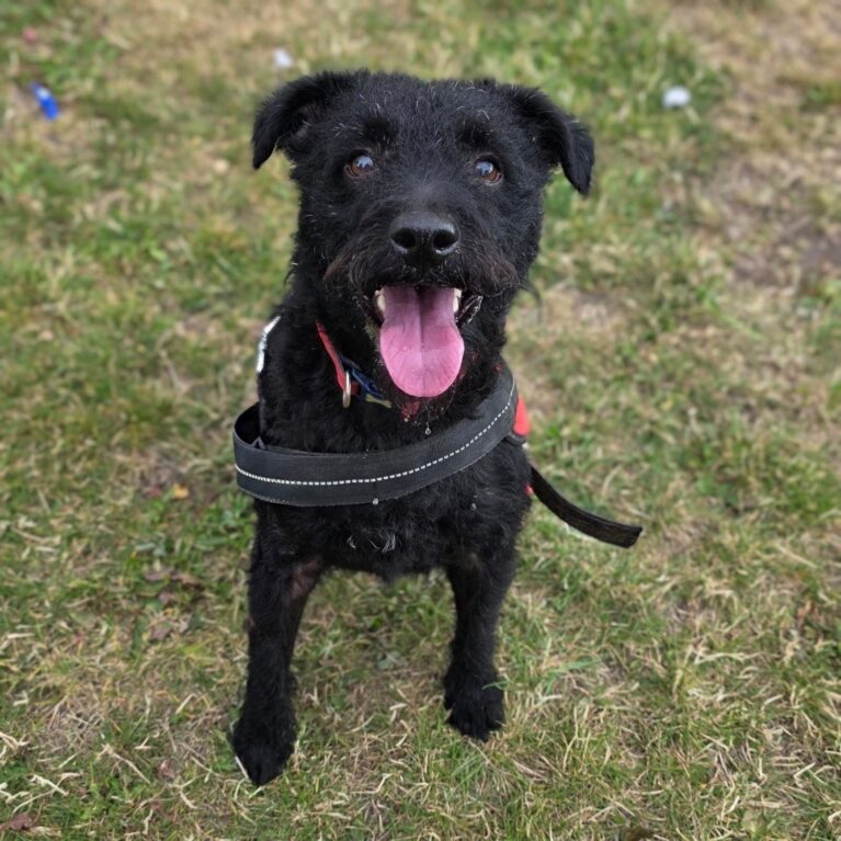 Bertie, a 6 years old male Unknown available for adoption from Durham Dogs & Cats Home in County Durham