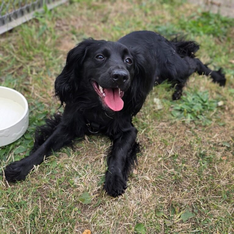 Freddy, a 2 years old male Cocker Spaniel available for adoption from Durham Dogs & Cats Home in County Durham