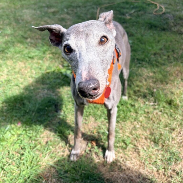 Elsie, a 13 years old female Whippet available for adoption from Durham Dogs & Cats Home in County Durham