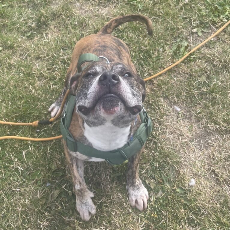 Rodney, a 7 years old male Staffordshire Bull Terrier available for adoption from Durham Dogs & Cats Home in County Durham