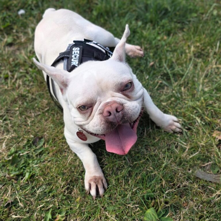 Queenie, a 5 years old female French Bulldog available for adoption from Durham Dogs & Cats Home in County Durham