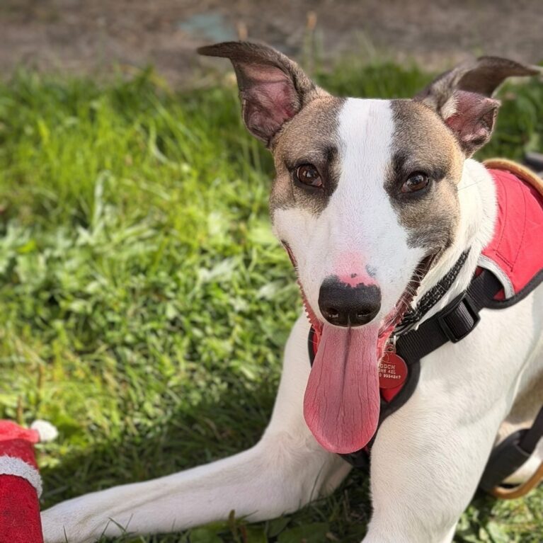 Remy, a 2 years old male Lurcher available for adoption from Durham Dogs & Cats Home in County Durham