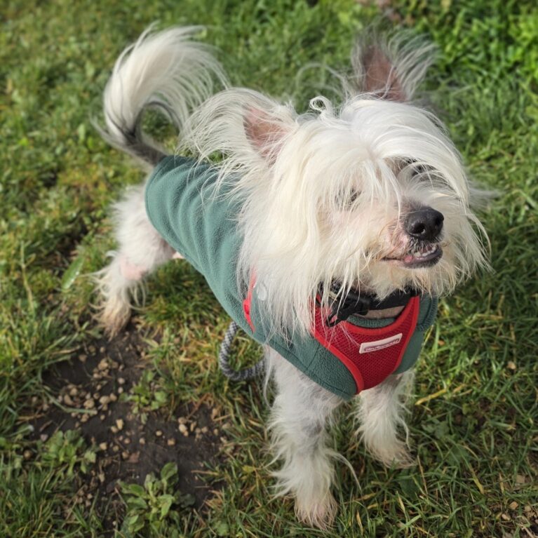 Ziggy, a 7 years old male Chinese Crested available for adoption from Durham Dogs & Cats Home in County Durham