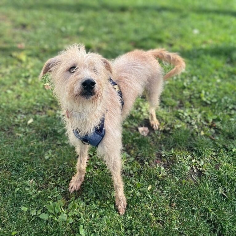 Bentley, a 3 years old male Lurcher available for adoption from Durham Dogs & Cats Home in County Durham