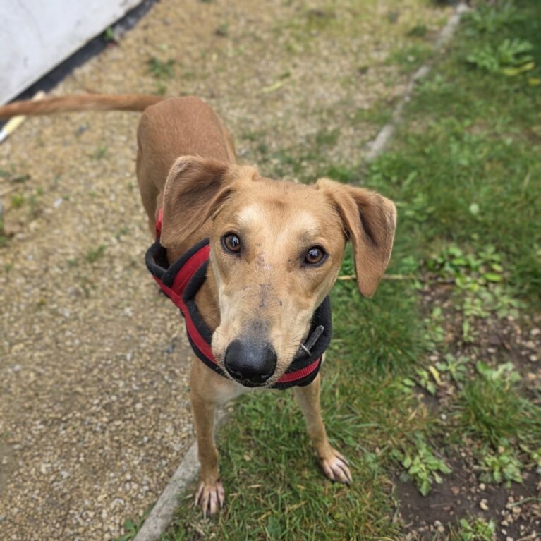 Axel, a 1 year old male Lurcher available for adoption from Durham Dogs & Cats Home in County Durham