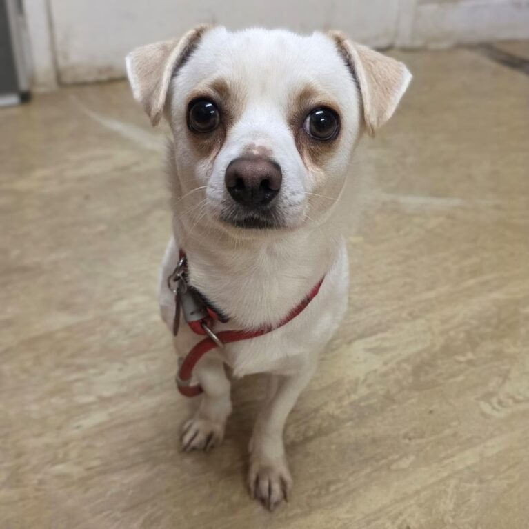 Chico, a 2 years old male Chihuahua X available for adoption from Durham Dogs & Cats Home in County Durham