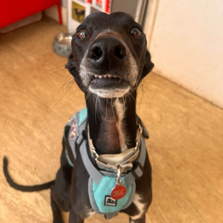 Aurora, a 3 years old female Lurcher available for adoption from Durham Dogs & Cats Home in County Durham